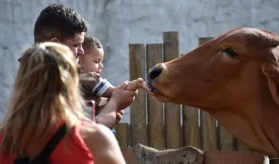 Visitantes disfrutan de los animales del Zoológico.