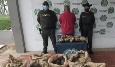 Hicoteas incautadas en Bolívar