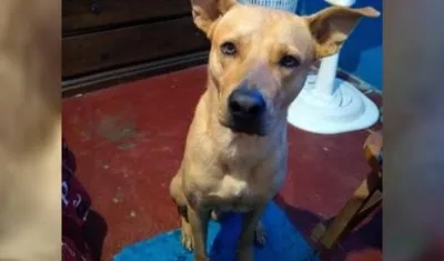 'Cyborg' se extravió en el barrio Las Colonias en Soledad.