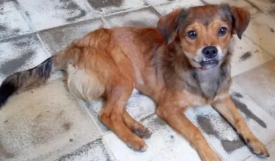 Buscan a ‘Basukito’