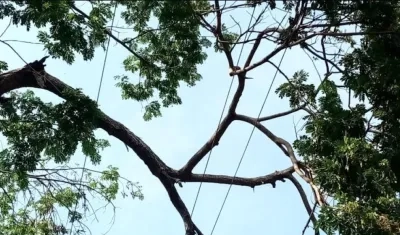 Árboles caídos sobre las redes de energía.