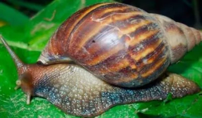 Identificación del caracol gigante africano.
