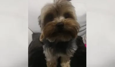 'Logan', mascota extraviada en Los Nogales.