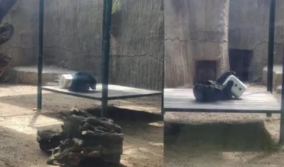 Imágenes del oso de anteojos.