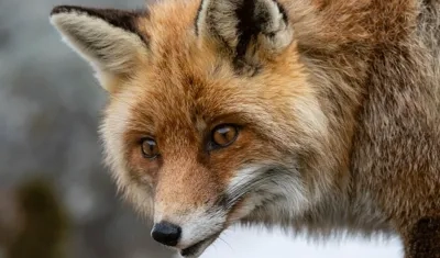 Foto de referencia de un zorro salvaje.