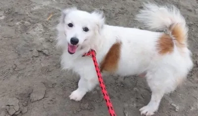 Perro extraviado en Los Girasoles de Barranquilla.