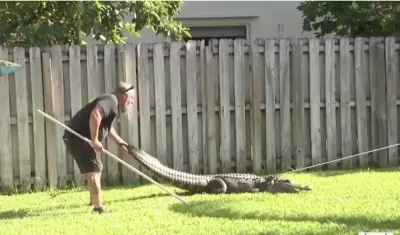 Momento en el que atrapan al caimán.