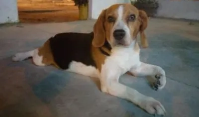 'Ronaldo', mascota extraviada por Los Cusules.