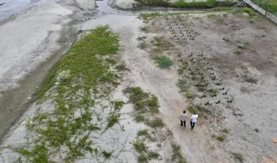 Siembra de uvita playa en Ciénaga