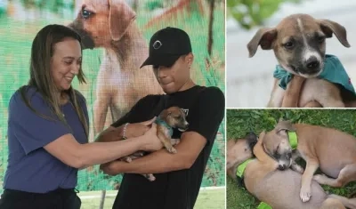 Distrito lanza la campaña 'Adoptar es salvar'.