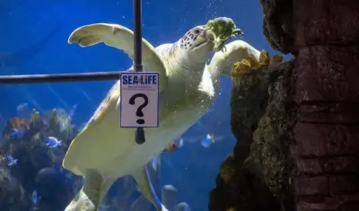 'Yellow' al momento de realizar su predicción.