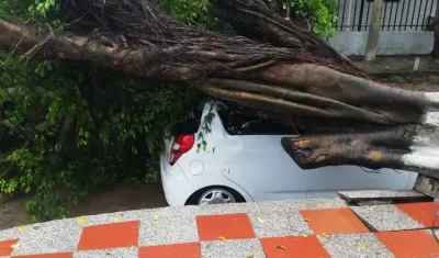 Frondoso árbol cayó sobre vehículo