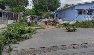 La vía bloqueada por la caída del árbol. 