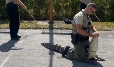 Caimán aprehendido.