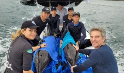 Delfines rescatados y liberados. 