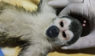 El animal fue recuperado para su atención integral.