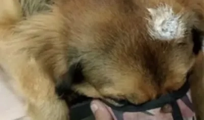 Rocco, el perro al que le dispararon en la cabeza. 