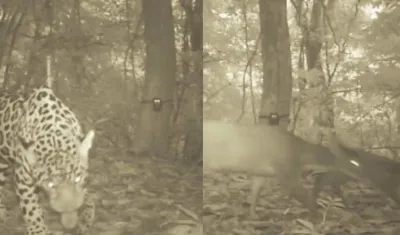 Jaguar y otros animales en el Parque Tayrona. 