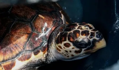 Tortugas Marinas en Colombia.