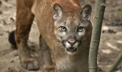 El puma del Zoológico de Barranquilla