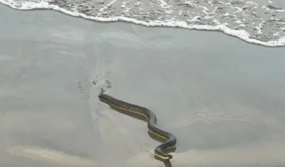 Imagen de referencia.