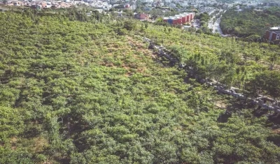 Uno de los bosques urbanos.