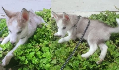 Este es Dominic, el perro siberiano que es buscado por su familia.