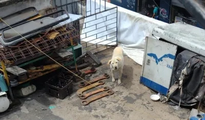 Los vecinos del barrio San Cristóbal de Bogotá denunciaron este caso de abandono.