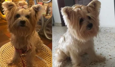 'Milu' tiene siete años y es la consentida de su dueña.