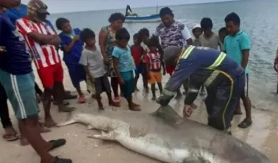 Un hombre tasajea el tiburón toro en la zona de Carrizal, Alta Guajira,