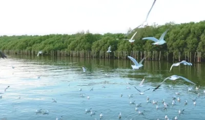 Ciénaga de Mallorquín, modelo de biodiverciudad.