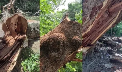 Estado en el que quedó el árbol de sanaguare en Chorrera, Juan de Acosta.
