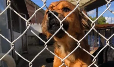 Foto referencia sobre maltrato animal.