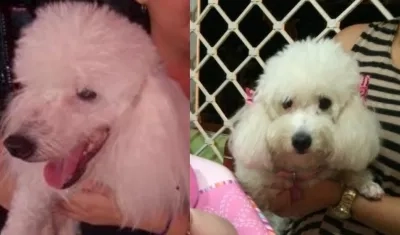 Lana, desapareció el pasado domingo en Ciudad Jardín. 