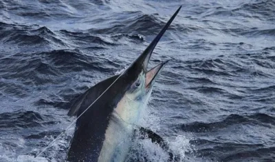 Imagen de referencia.