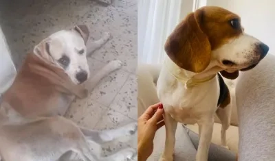 A ´Rocky´ y a ´Rose´ los esperan en casa.