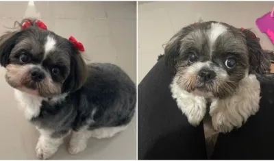 'Pam Pam', mascota perdida. 