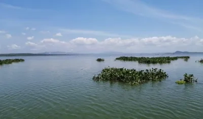 La tarulla invadiendo el embalse.