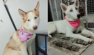 'Kira' y 'Linda' se perdieron en el barrio La Unión