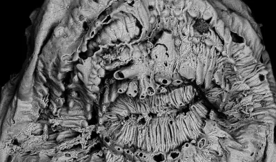 Imagen de un Saccorhytus a través de un microscopio electrónico de barrido. 