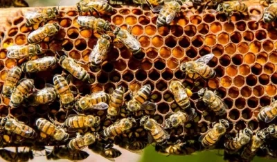 Imagen de referencia