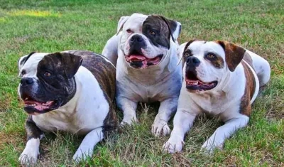 Imagen de referencia.