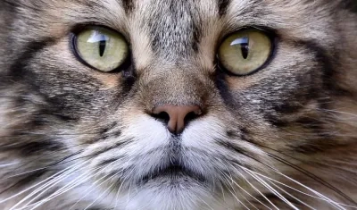 Imagen de referencia.