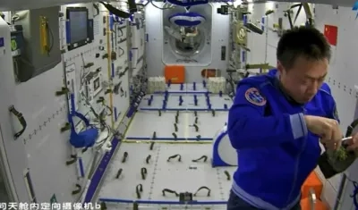 Un astronauta chino revisa las plantas de arroz,