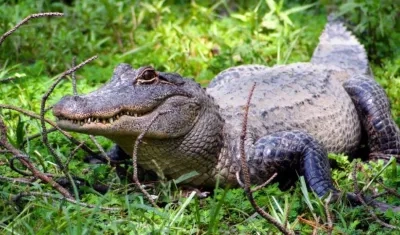 Imagen referencia de un caimán. 