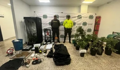 Cultivo de marihuana desmantelado. 