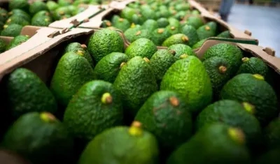 Aguacate Hass exportado a Chile.