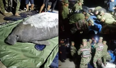 Rescate de la manatí en el Magdalena. 