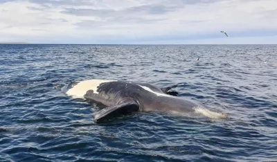 Ballena sin vida en aguas de Argentina.