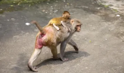 Imagen de referencia.